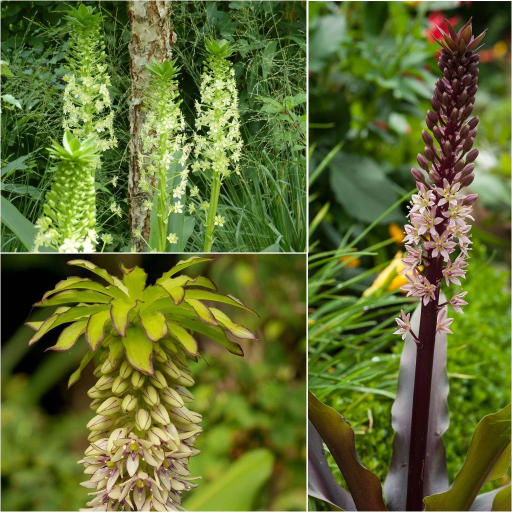 Collection 5 Eucomis 3 Collection 5 Eucomis