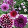 Collection Dahlias Byzantins 2 Collection Dahlias Byzantins -Jardin Parfait Soldes 2024 Collection Dahlias Byzantins 83501 1