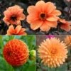 Collection Dahlias Vitamines 2 Collection Dahlias Vitamines -Jardin Parfait Soldes 2024 Collection Dahlias Vitamines 89592 1