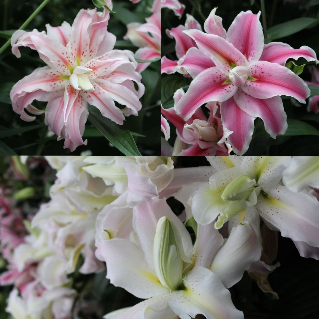 Collection Lis Doubles Parfumés 3 Collection Lis Doubles Parfumés