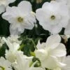 Collection Narcisses Blancs -Jardin Parfait Soldes 2024 Collection Narcisses Blancs 82852 1