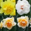 Collection Narcisses Doubles -Jardin Parfait Soldes 2024 Collection Narcisses Doubles 82855 1