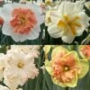 Collection Narcisses Papillons 1 Collection Narcisses Papillons -Jardin Parfait Soldes 2024 Collection Narcisses Papillons 82853 1