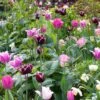 Collection Tulipes Naturelles 2 Collection Tulipes Naturelles -Jardin Parfait Soldes 2024 Collection Tulipes Naturelles 80566 1