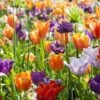 Collection Tulipes Orange-Violet 1 Collection Tulipes Orange-Violet -Jardin Parfait Soldes 2024 Collection Tulipes Orange Violet 85528 1
