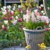 Collection Tulipes Romantiques 2 Collection Tulipes Romantiques -Jardin Parfait Soldes 2024 Collection Tulipes Romantiques 80565 1