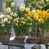 Collection Potées De Narcisses 1 Collection Potées De Narcisses -Jardin Parfait Soldes 2024 Collection pot es de narcisses 80560 1