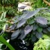 Colocasia Black Magic - Oreille D'Eléphant 2 Colocasia Black Magic - Oreille D'Eléphant -Jardin Parfait Soldes 2024 Colocasia Black magic 83271 1