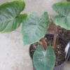 Colocasia Hawaiian Punch - Taro 2 Colocasia Hawaiian Punch - Taro -Jardin Parfait Soldes 2024 Colocasia Hawaiian Punch 15053 1