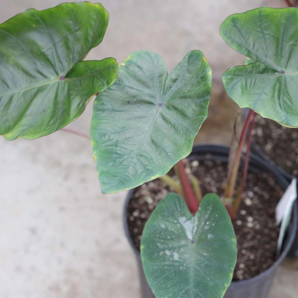 Colocasia Hawaiian Punch - Taro 2 Colocasia Hawaiian Punch - Taro