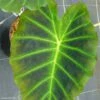 Colocasia Imperial Gigante - Oreille D'Eléphant 1 Colocasia Imperial Gigante - Oreille D'Eléphant -Jardin Parfait Soldes 2024 Colocasia Imperial Gigante 83273 1