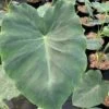 Colocasia Jack's Giant - Oreille D'éléphant -Jardin Parfait Soldes 2024 Colocasia Jack s Giant Oreille d elephant 16647 1