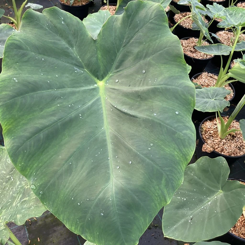 Colocasia Jack's Giant - Oreille D'éléphant 3 Colocasia Jack's Giant - Oreille D'éléphant