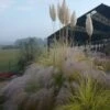 Cortaderia Selloana Splendid Star - Herbe De La Pampa -Jardin Parfait Soldes 2024 Cortaderia selloana Splendid Star 87479 1