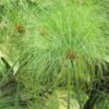Cyperus Papyrus - Papyrus 2 Cyperus Papyrus - Papyrus -Jardin Parfait Soldes 2024 Cyperus papyrus 83287 1