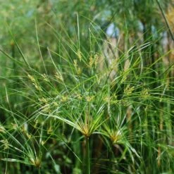 Cyperus Papyrus Cleopatra - Papyrus