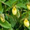 Cypripedium Kristi Lyn - Sabot De Vénus Hybride 1 Cypripedium Kristi Lyn - Sabot De Vénus Hybride -Jardin Parfait Soldes 2024 Cypripedium Kristi Lyn Sabot de Venus hybride copyright 173610 1