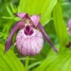 Cypripedium Lucy Pinkepank - Orchidée De Jardin Hybride, Sabot De Vénus 1 Cypripedium Lucy Pinkepank - Orchidée De Jardin Hybride, Sabot De Vénus -Jardin Parfait Soldes 2024 Cypripedium Lucy Pinkepank copyright 17362 1