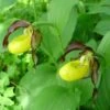 Cypripedium Calceolus - Sabot De Venus 2 Cypripedium Calceolus - Sabot De Venus -Jardin Parfait Soldes 2024 Cypripedium calceolus ld urjsa 80044 1