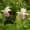 Cypripedium Reginae - Sabot De Venus 1 Cypripedium Reginae - Sabot De Venus -Jardin Parfait Soldes 2024 Cypripedium reginae 8159 1