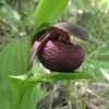Cypripedium Smithii - Sabot De Vénus Rouge Pourpre 2 Cypripedium Smithii - Sabot De Vénus Rouge Pourpre -Jardin Parfait Soldes 2024 Cypripedium smithii 80349 1