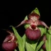 Cypripedium Tibeticum - Sabot De Vénus Rouge Pourpre -Jardin Parfait Soldes 2024 Cypripedium tibeticum 80350 1
