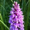 Dactylorhiza Maculata, Orchis Tacheté - Orchidée Terrestre Et Vivace 1 Dactylorhiza Maculata, Orchis Tacheté - Orchidée Terrestre Et Vivace -Jardin Parfait Soldes 2024 Dactylorhiza maculata 8161 1
