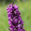 Dactylorhiza Majalis - Orchis De Mai Ou à Feuilles Larges 2 Dactylorhiza Majalis - Orchis De Mai Ou à Feuilles Larges -Jardin Parfait Soldes 2024 Dactylorhiza majalis 8893 1