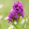 Dactylorhiza Purpurella, Orchis Pourpre - Orchidée Vivace De Jardin 2 Dactylorhiza Purpurella, Orchis Pourpre - Orchidée Vivace De Jardin -Jardin Parfait Soldes 2024 Dactylorhiza purpurella copyright 8163111 1