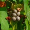 Igname De Chine - Dioscorea Batatas 1 Igname De Chine - Dioscorea Batatas -Jardin Parfait Soldes 2024 Dioscorea polystachya 89860 1