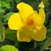 Dipladenia Diamantina Opale Citrine 2.0 - Mandevilla 1 Dipladenia Diamantina Opale Citrine 2.0 - Mandevilla -Jardin Parfait Soldes 2024 Dipladenia diamantina opale citrine 164710 2