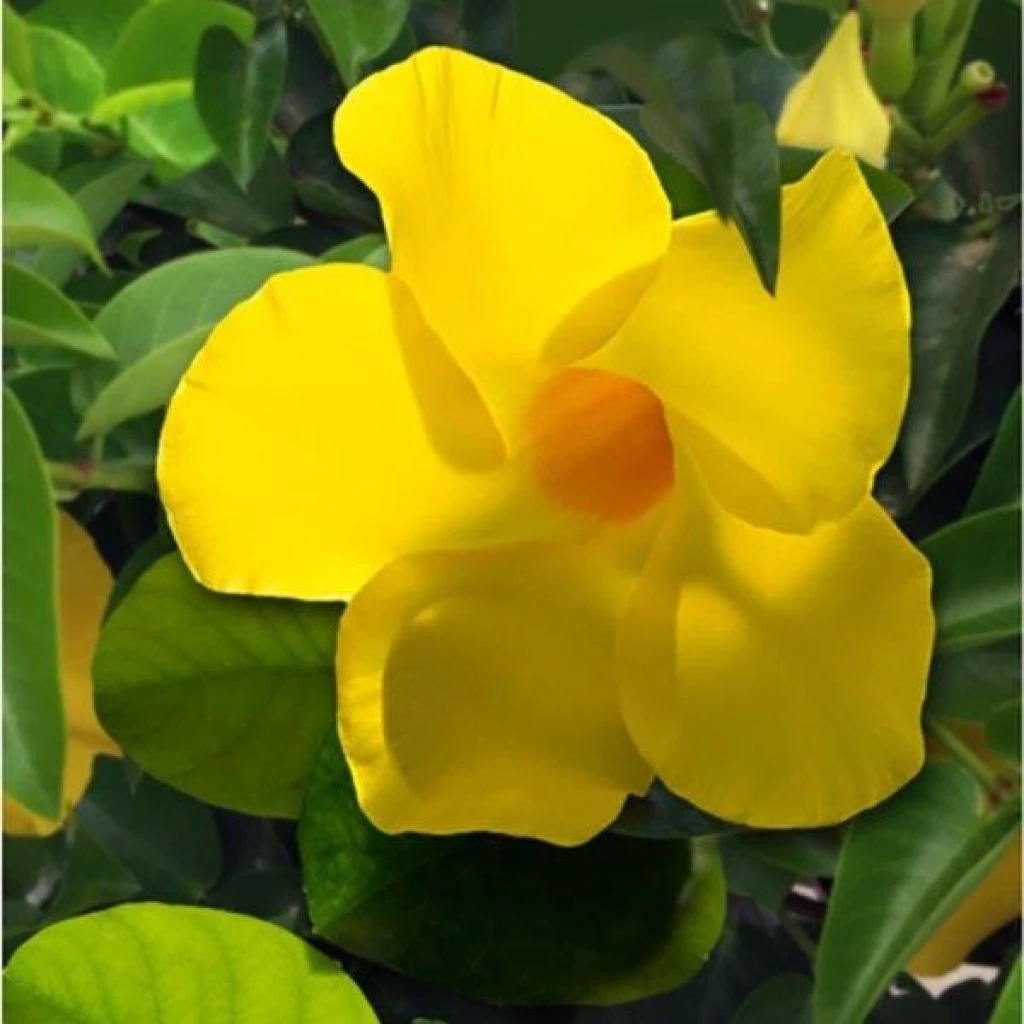 Dipladenia Diamantina Opale Citrine 2.0 - Mandevilla 3 Dipladenia Diamantina Opale Citrine 2.0 - Mandevilla