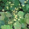 Epimedium Platypetalum, Fleur Des Elfe 2 Epimedium Platypetalum, Fleur Des Elfe -Jardin Parfait Soldes 2024 Epimedium platypetalum 8978 1