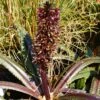 Eucomis Freckles - Eucomide Panachée 2 Eucomis Freckles - Eucomide Panachée -Jardin Parfait Soldes 2024 Eucomis Freckles V 5029 1