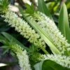 Eucomis Playa Blanca® - Eucomide 2 Eucomis Playa Blanca® - Eucomide -Jardin Parfait Soldes 2024 Eucomis Playa Blanca V 4189 1