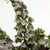 Fritillaria Persica Green Dreams - Fritillaire De Perse 1 Fritillaria Persica Green Dreams - Fritillaire De Perse -Jardin Parfait Soldes 2024 Fritillaria persica Green Dreams 15325 1