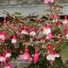 Fuchsia Rustique Alice Hoffman 2 Fuchsia Rustique Alice Hoffman -Jardin Parfait Soldes 2024 Fuchsia rustique Alice Hoffman 83321 1