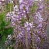 Glycine De Chine Caroline - Wisteria Sinensis 2 Glycine De Chine Caroline - Wisteria Sinensis -Jardin Parfait Soldes 2024 Glycine de Chine Caroline Wisteria sinensis 83657 1