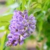 Glycine Frutescens - Wisteria Frutescens 1 Glycine Frutescens - Wisteria Frutescens -Jardin Parfait Soldes 2024 Glycine frutescens Wisteria frutescens copyright 1009311 1