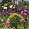 Harmonie De Tulipes Clair Obscur 2 Harmonie De Tulipes Clair Obscur -Jardin Parfait Soldes 2024 Harmonie Clair Obscur Jardin Ulting Wick Clive Nichols MAP 68232 1