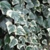 Lierre Des Canaries - Hedera Algeriensis Gloire De Marengo -Jardin Parfait Soldes 2024 Hedera algeriensis Gloire de Marengo 83634 1
