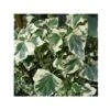 Lierre Commun - Hedera Helix Marginata Elegantissima 1 Lierre Commun - Hedera Helix Marginata Elegantissima -Jardin Parfait Soldes 2024 Hedera helix Marginata Elegantissima 83633 1