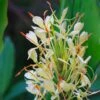 Hedychium Dixter (Tresco) - Longose - Gingembre D'ornement -Jardin Parfait Soldes 2024 Hedychium Dixter Tresco Longose Gingembre d ornement copyright 18039 1