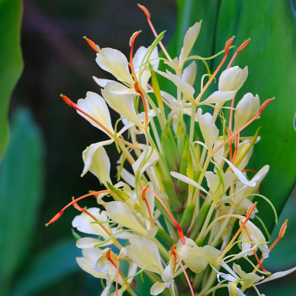 Hedychium Dixter (Tresco) - Longose - Gingembre D'ornement 3 Hedychium Dixter (Tresco) - Longose - Gingembre D'ornement