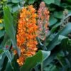 Hedychium Coccineum Tara - Longose Rouge 2 Hedychium Coccineum Tara - Longose Rouge -Jardin Parfait Soldes 2024 Hedychium coccineum Tara Longose rouge copyright 18035 1