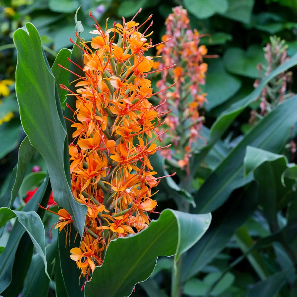 Hedychium Coccineum Tara - Longose Rouge 3 Hedychium Coccineum Tara - Longose Rouge