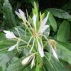 Hedychium Forrestii 1 Hedychium Forrestii -Jardin Parfait Soldes 2024 Hedychium forrestii V 69271 1