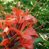 Hedychium Rubrum (deceptum) - Gingembre D'ornement 1 Hedychium Rubrum (deceptum) - Gingembre D'ornement -Jardin Parfait Soldes 2024 Hedychium rubrum deceptum Gingembre d ornement V 18042 1