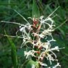 Hedychium Villosum Var. Tenuiflorum - Gingembre D'ornement 1 Hedychium Villosum Var. Tenuiflorum - Gingembre D'ornement -Jardin Parfait Soldes 2024 Hedychium villosum Tenuiflorum Gingembre d ornement V 18037 1