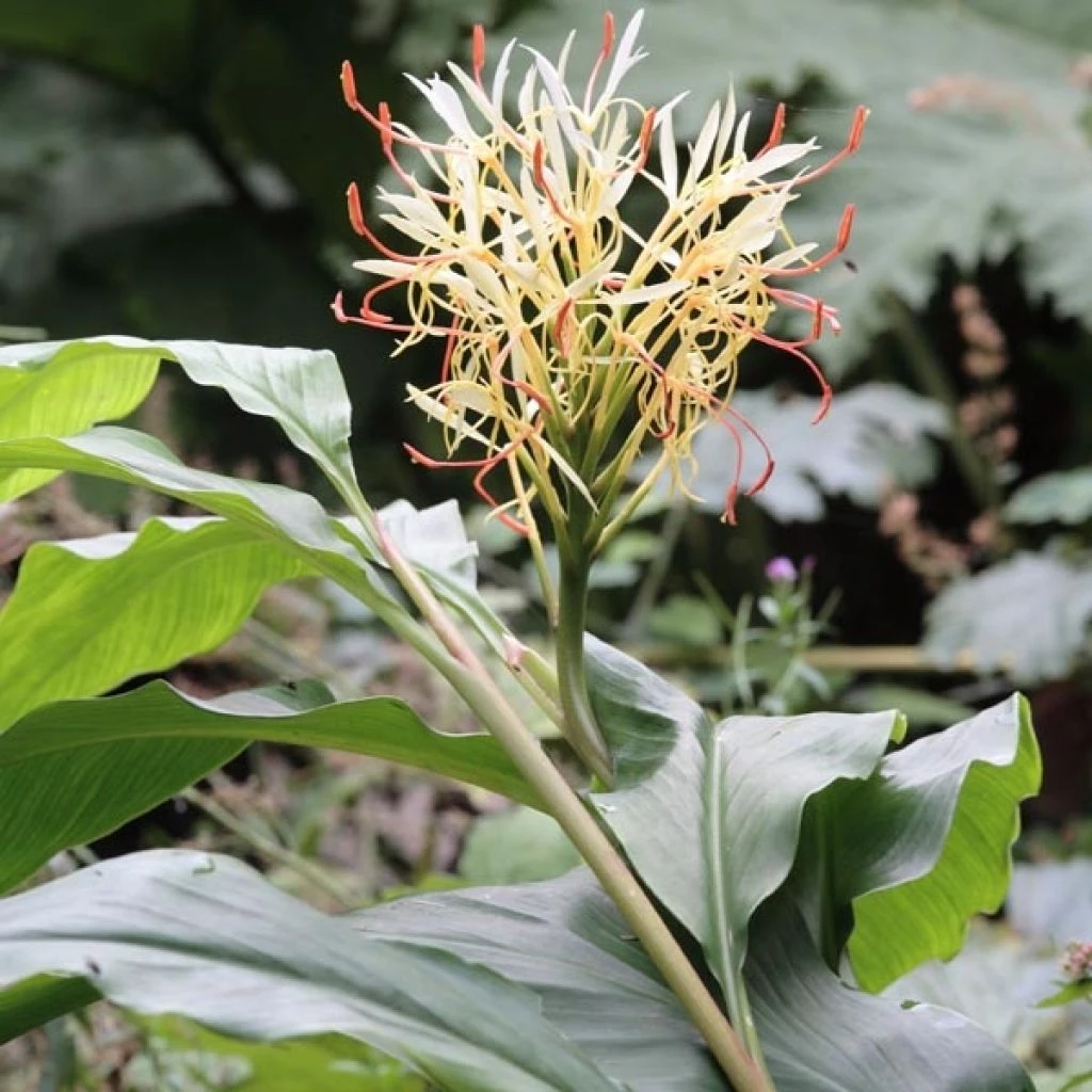 Hedychium Yunnanense 3 Hedychium Yunnanense